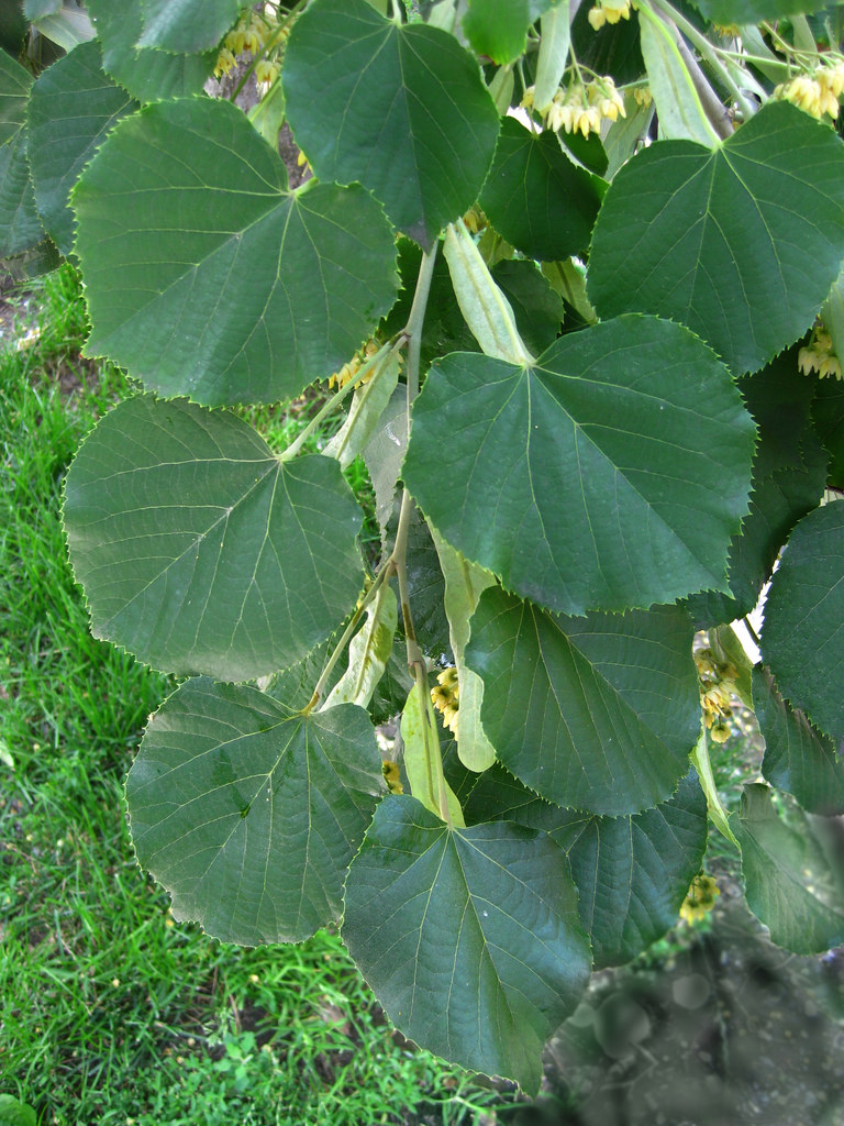 american_basswood